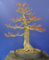 Discover the most beautiful bonsai tree displays that gardening has to offer. Trident Back Budding Bonsai Eejit
