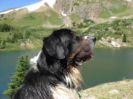 Bernese mountain dogs, your quality breeder of bernese mountain dogs in colorado. About Us Mountain Pet Rescue Website