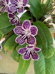 Image result for Streptocarpus goetzei