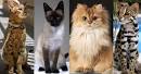 List of Cat Breeds | Petfinder