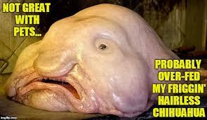 Hairless Chihuahua Memes Gifs Imgflip
