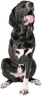 In today's internet age, a i don't know how to thank you enough for transporting magnificat from the san francisco area up here. Second City Canine Rescue Rescuing Responsibly