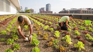 Ces Potagers Envahissent Les Toits De Paris Et C Est Positif Jardins Sur Les Toits Paysage Agricole Agriculture Urbaine