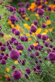 Allium Sphaerocephalon Allium Sphaerocephalon Beautiful Flowers Flowers