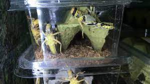 Order your live feeder crickets and worms below. Live Crickets For Sale For Stock Footage Video 100 Royalty Free 31755775 Shutterstock