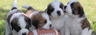 Whether it be confirmation, obedience, therapy work, agility, weight pulling or lovable family companion. 48 Most Beautiful Saint Bernard Puppy Pictures And Images