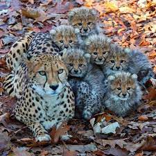 Cheetah with two cubs, animals, baby animals, cheetahs. Cheetah Cubs Or Baby Cheetah Are Such Cute Baby Animals Interestingasfuck