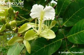 Image result for Berlinia orientalis