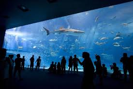 Pin By Paul Keul On Photoshop Kurs In 2020 Big Aquarium World S Biggest Japan