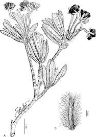 Image result for Octolepis decalepis