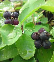 Saskatoon Beere Greatberry Garden 1a Qualitat Baldur Garten