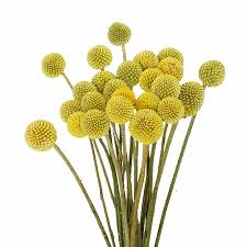 We did not find results for: Craspedia Billy Balls Yellow Flower Fiftyflowers