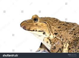 Image Of Chinese Edible Frog East Asian Bullfrog Taiwanese Frog Hoplobatrachus Rugulosus Isolated On A White Background Amphibian Edible Frog Asian Frog