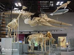 National Museum Of Nature And Science Presents Vr And 3d Tour Adfウェブマガジン Adf Web Magazine In 2020 Nature Museum National Museum Museum