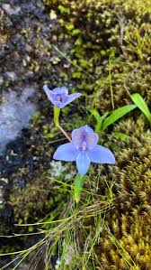 Image result for Disa aconitoides