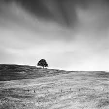 Silverfineart I Tree In The Golden Grass California Usa Black And White Landscape Fine Art Landscape Fine Art Landscape Photography