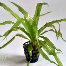 Image result for Blyxa aubertii