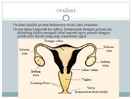 Posting pada biologi ditag 3 tahapan perkembangan embrio manusia, anatomi embriologi manusia ppt, apa fungsi kuning telur dalam cangkang telur, apa yang dimaksud dengan kutub vegetal, ayat alquran tentang embriologi, bidang pembelahan, embrio adalah brainly, embrio ayam, embrio manusia tumbuh dan berkembang di dalam, embrio pada tumbuhan. Tempat Pertumbuhan Dan Perkembangan Embrio Menjadi Janin Adalah