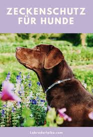 Zeckenschutz Fur Hunde Midoggy Community In 2020 Zeckenschutz Hund Hunde Zeckenschutz