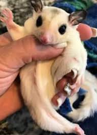 Sugar Glider Rodents For Sale Pueblo Co 314746