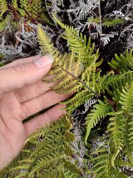 Image result for Pityrogramma