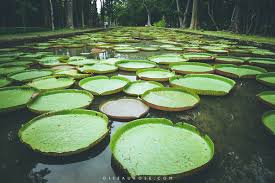 Coup De Coeur Pour Le Jardin De Pamplemousses A L Ile Maurice Avec Images Ile Maurice Ile Maurice Voyage Paysage Ile