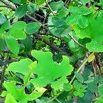 Image result for Lagenaria sphaerica