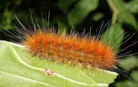 During the larval stage, they mainly feed on the leaves of the oleander and takes basically, all caterpillars with spines and hair are poisonous. Virginian Tiger Moth Caterpillar Spilosoma Virginica Photo Bev Wigney Photos At Pbase Com