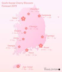 south korea cherry blossom guide 2019 the only guide you