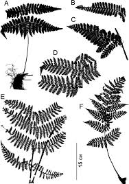 Image result for Megalastrum lanuginosum