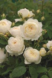 Claire Austin Fragrant Roses Beautiful Flowers David Austin Roses