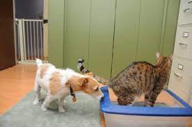What To Do If Your Dog Raids The Litter Box Dr Sophia Yin