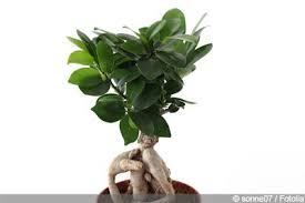 Ficus Ginseng Pflege Giessen Und Schneiden Ficus Aloe Vera Pflanze Aloe Vera Pflanze Pflege