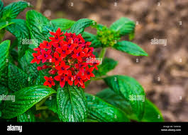 Image result for Pentas micrantha