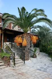 The wax palm, colombia's national tree, is the tallest palm in the world, reaching heights of 70 meters. File Palm Tree With Orange Fruit Jpg Wikimedia Commons