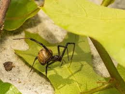 Very, very few spider species have venom that can harm humans, dogs, or cats. Brown Widow Bite Symptoms Treatment Prevention Pictures
