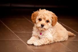 Maltipoo The Ultimate Guide To The Maltese Poodle Mix