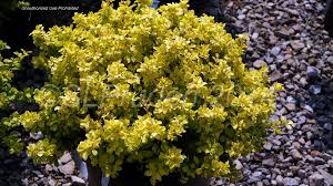 There are other barberry varieties and hybrids with golden or yellow foliage, such as golden nugget, sunjoy gold beret and bonanza gold (bogozam). Plantfiles Pictures Berberis Golden Pygmy Barberry Japanese Barberry Bonanza Gold Berberis Thunbergii By Daylilyslp