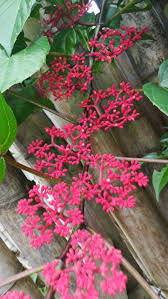 Costa rica flowers and plants. Pin By Noelia Solorzano On Plantas De Costa Rica Plants Flowers Love Lies Bleeding