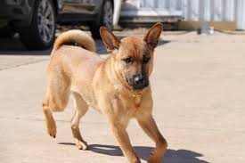 We did not find results for: Our Shiba Inu German Shepherd Mix Dog Forum