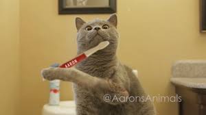 Try Not To Laugh Challenge Funny Cats And Dogs Aaron S Animals Funny Prince Michael Vines Funnyvines Challenges Funny Animals Funny Cats