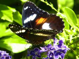 Black And White Striped Butterfly Identification Orchard Swallowtail Scientific Name Papilio Aegeus Is An Australian Butterfly From The Family P Butterfly Species Swallowtail Butterfly Types Of Butterflies