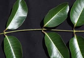 Image result for Schizozygia