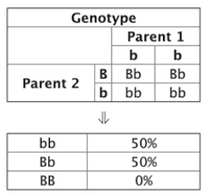Since there are so many possibilities when the genes of two parents combine, it is helpful to use a tool called a punnett square. Punnett Squares Classroom Partners