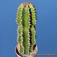 Image result for Euphorbia zambesiana