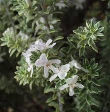 Mass plantings a hardy compact native shrub, fine leaves with small mauve flowers, loved by birds and other wildlife. Westringia At San Marcos Growers