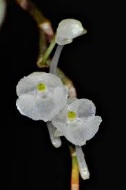 Image result for Rhipidoglossum