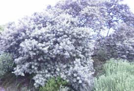 Image result for Tarchonanthus camphoratus