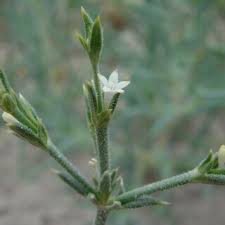 Image result for Ixora kalehensis