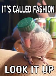 Funny Parrot Meme Funny Parrots Funny Llama Pictures Animal Pictures